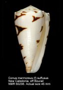 Conus marmoreus (f) suffusus